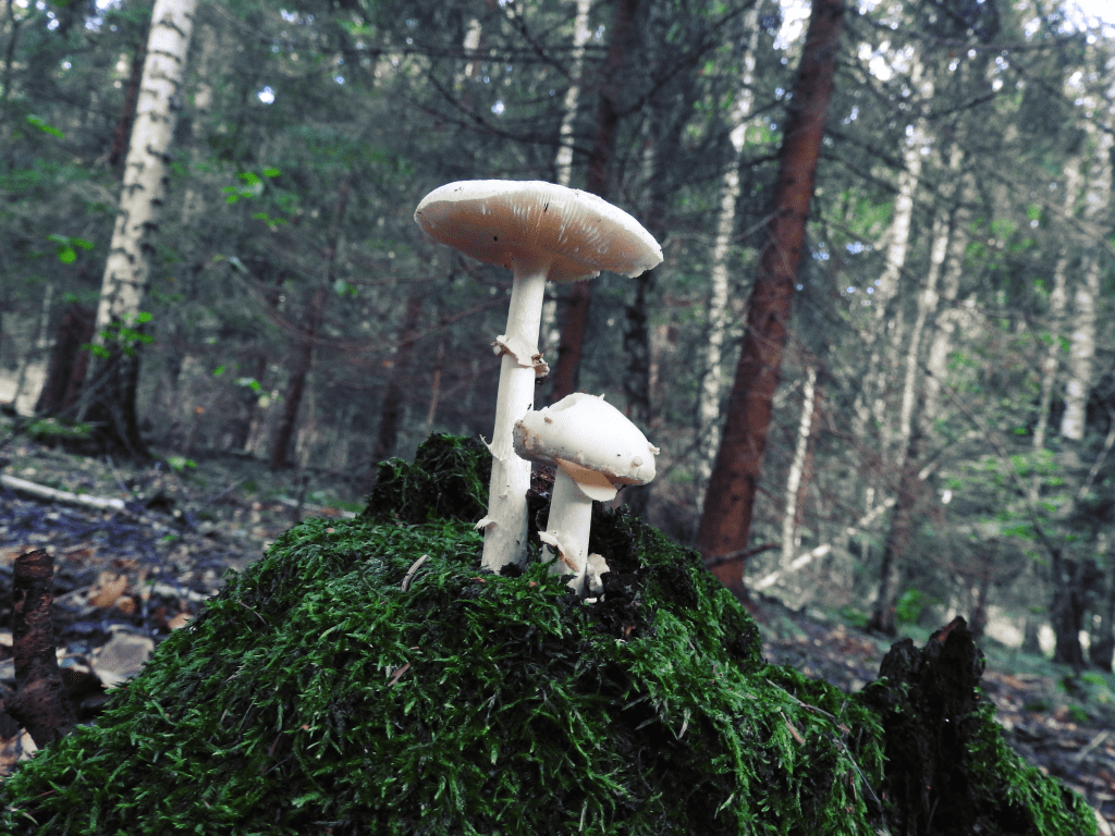 Dzień Lasu – scenariusz&nbsp;zajęć