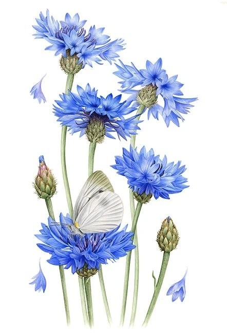 Chaber – arkusz pracy dla ucznia ze spektrum&nbsp;autyzmu