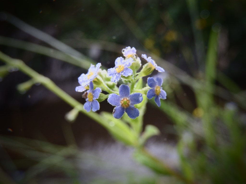 Niezapominajka – scenariusze zajęć na Dzień&nbsp;Niezapominajki