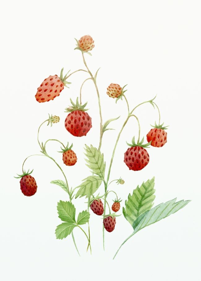 Poziomka – arkusz pracy dla ucznia z trudnościami z&nbsp;uwagą