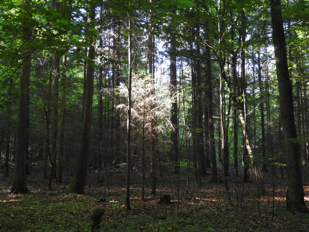 Jak rozmawiają drzewa? – Zielone lekcje dla&nbsp;dzieci