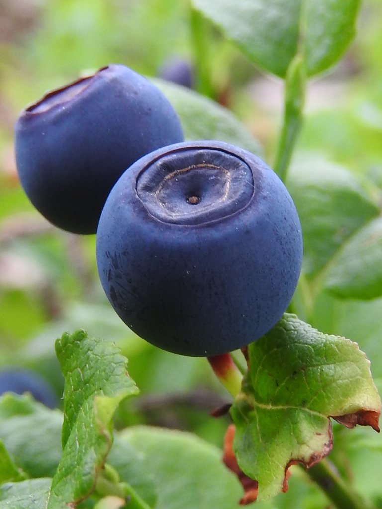 Jagoda – arkusz pracy dla ucznia z trudnościami z&nbsp;uwagą