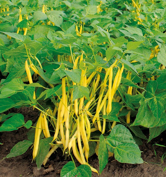 Fasolka szparagowa – arkusz pracy dla ucznia z trudnościami z&nbsp;uwagą