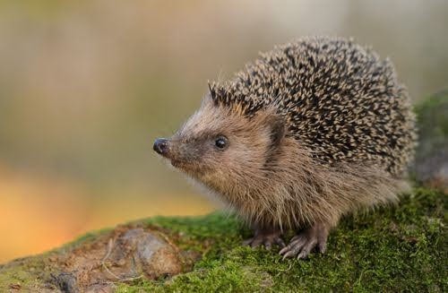 Jak pomóc jeżowi który obudził się za&nbsp;wcześnie?
