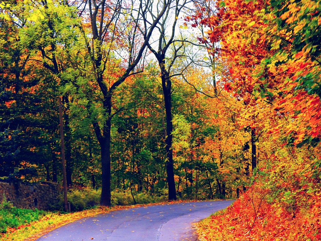 Dlaczego liście zmieniają&nbsp;kolory?