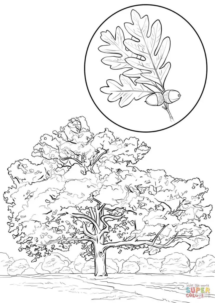 Dąb – arkusz pracy dla ucznia ze spektrum&nbsp;autyzmu