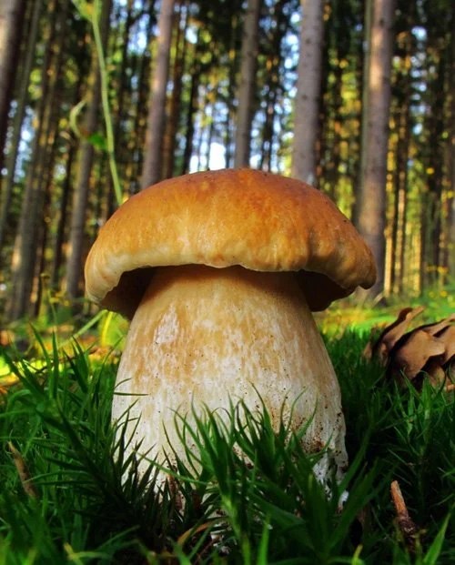 Borowik – arkusz pracy dla ucznia ze spektrum&nbsp;autyzmu