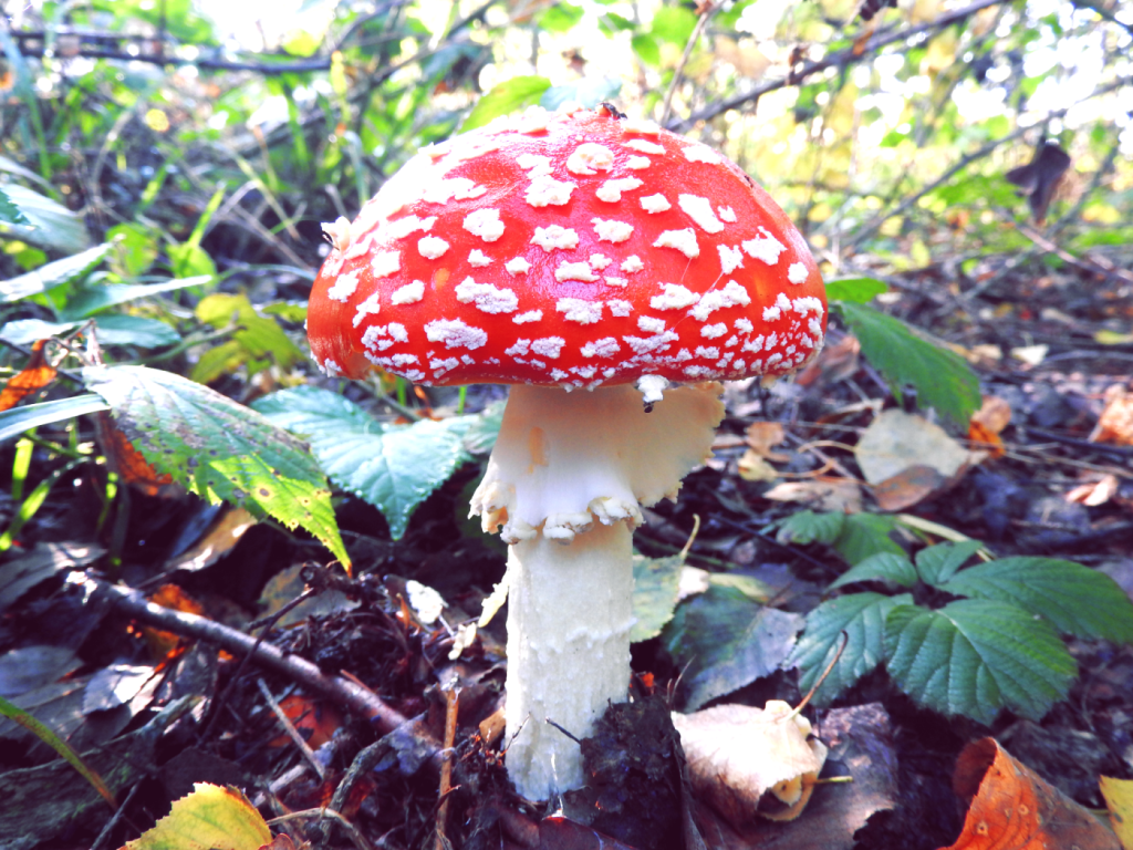 Muchomor – arkusz pracy dla ucznia ze spektrum&nbsp;autyzmu