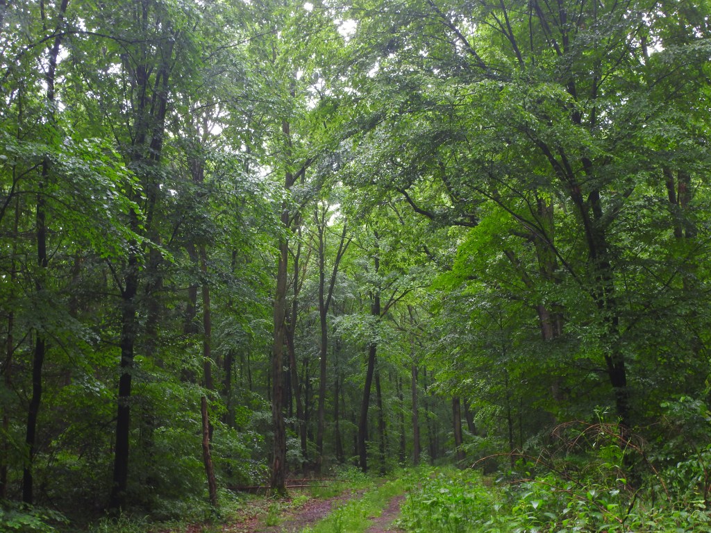 Kąpiele leśne – zajęcia dla&nbsp;seniorów