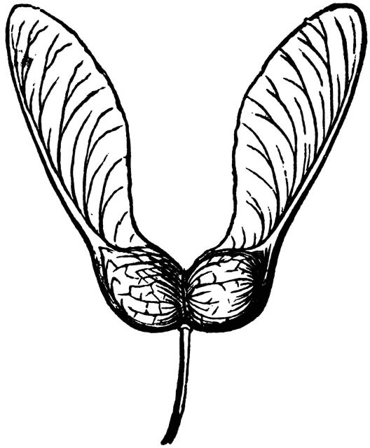 Nasiona klonów – arkusz pracy dla ucznia ze spektrum&nbsp;autyzmu