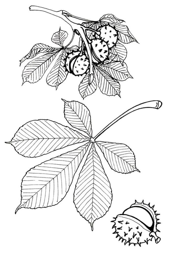 Kasztany i liście – arkusz pracy dla ucznia ze spektrum&nbsp;autyzmu