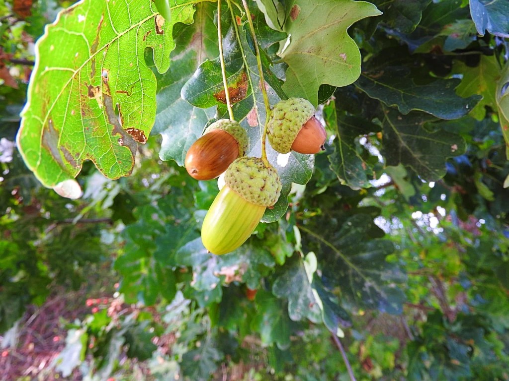 Żołądź dębu – arkusz pracy dla ucznia ze spektrum&nbsp;autyzmu