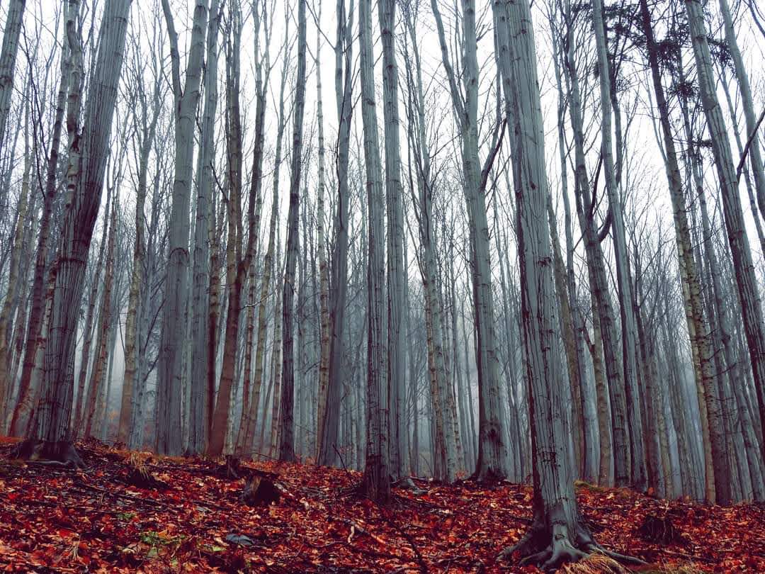 Buczynowa medytacja na spacerze