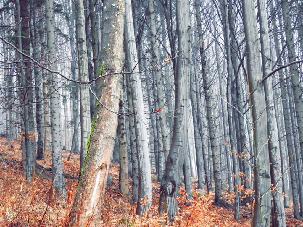 Buczynowa medytacja na&nbsp;spacerze